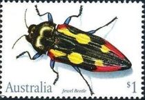 Jewel Beetle (Castiarina producta)