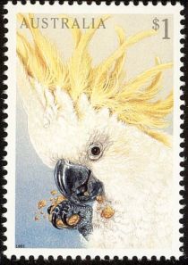 Sulphur-crested Cockatoo (Cacatua galerita)