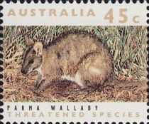 Parma Wallaby (Notamacropus parma)