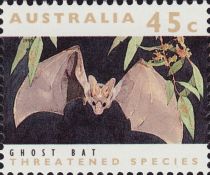 Ghost Bat (Macroderma gigas)