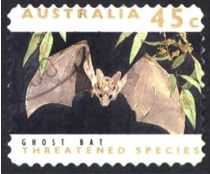 Ghost Bat (Macroderma gigas)