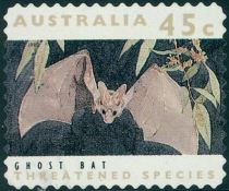 Ghost Bat (Macroderma gigas)