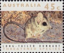 Long-tailed Dunnart (Sminthopsis longicaudata)