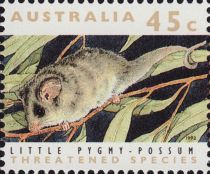 Little Pygmy Possum (Cercartetus lepidus)