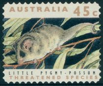 Little Pygmy Possum (Cercartetus lepidus)