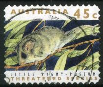 Little Pygmy Possum (Cercartetus lepidus)