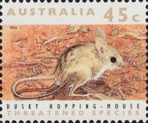 Dusky Hopping-mouse (Notomys fuscus)