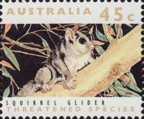 Squirrel Glider (Petaurus norfolcensis)