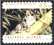 Squirrel Glider (Petaurus norfolcensis)