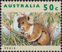 Koala (Phascolarctos cinereus)