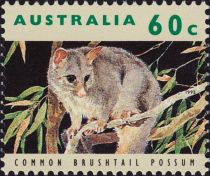 Common Brushtail Possum (Trichosurus vulpecula)