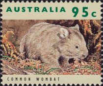 Common Wombat (Vombatus ursinus)