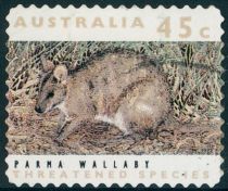 Parma Wallaby (Notamacropus parma)