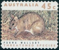 Parma Wallaby (Notamacropus parma)