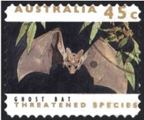 Ghost Bat (Macroderma gigas)