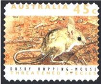 Dusky Hopping-mouse (Notomys fuscus)