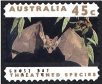 Ghost Bat (Macroderma gigas)