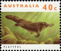 Duck-billed Platypus (Ornithorhynchus anatinus)