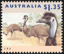 Emu (Dromaius novaehollandiae)