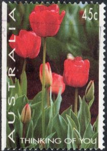 Tulips - Thinking of You - I(L)