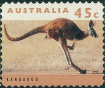 Red Kangaroo (Osphranter rufus)