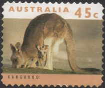 Eastern Grey Kangaroo (Macropus giganteus)