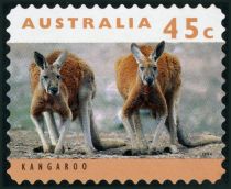 Red Kangaroo (Osphranter rufus)