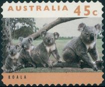 Koala (Phascolarctos cinereus)