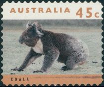 Koala (Phascolarctos cinereus)