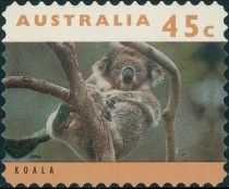 Koala (Phascolarctos cinereus)