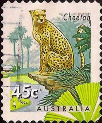 Cheetah (Acinonyx jubatus)