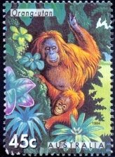 Bornean Orangutan (Pongo pygmaeus)