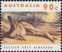 Eastern Grey Kangaroo (Macropus giganteus)