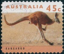 Red Kangaroo (Osphranter rufus)