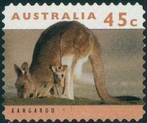 Eastern Grey Kangaroo (Macropus giganteus)