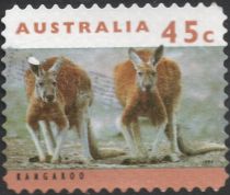 Red Kangaroo (Osphranter rufus)