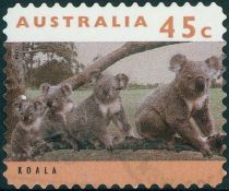 Koala (Phascolarctos cinereus)