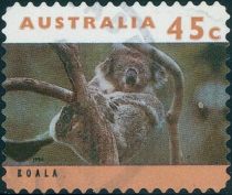 Koala (Phascolarctos cinereus)