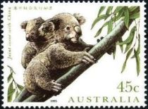 Koala (Phascolarctos cinereus) and Cub