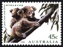 Koala (Phascolarctos cinereus) and Cub