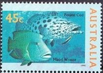 Potato Cod (Epinephelus tukula), Maori Wrasse (Cheilinus