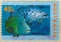 Potato Cod (Epinephelus tukula), Maori Wrasse (Cheilinus