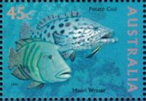 Potato Cod (Epinephelus tukula), Maori Wrasse (Cheilinus