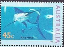 Black Marlin (Istiompax indica)