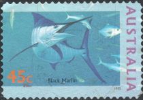 Black Marlin (Istiompax indica)