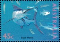 Black Marlin (Istiompax indica)