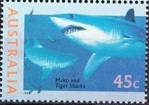 Shortfin Mako (Isurus oxyrhynchus), Tiger Shark (Galeocerdo