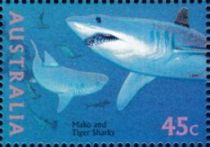 Shortfin Mako (Isurus oxyrhynchus), Tiger Shark (Galeocerdo