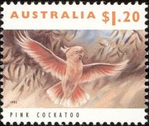 Pink Cockatoo (Lophochroa leadbeateri)