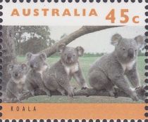 Koala (Phascolarctos cinereus)